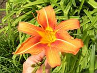 Hemerocallis Fulva (fam. Liliacees) (Europe meridionale) (1) (Photo F. Mrugala)